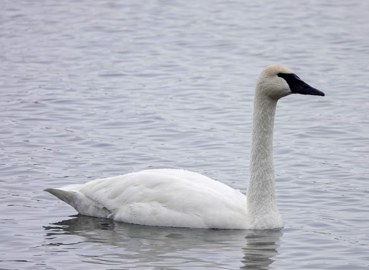 Trumpeter Swan - ML646853771