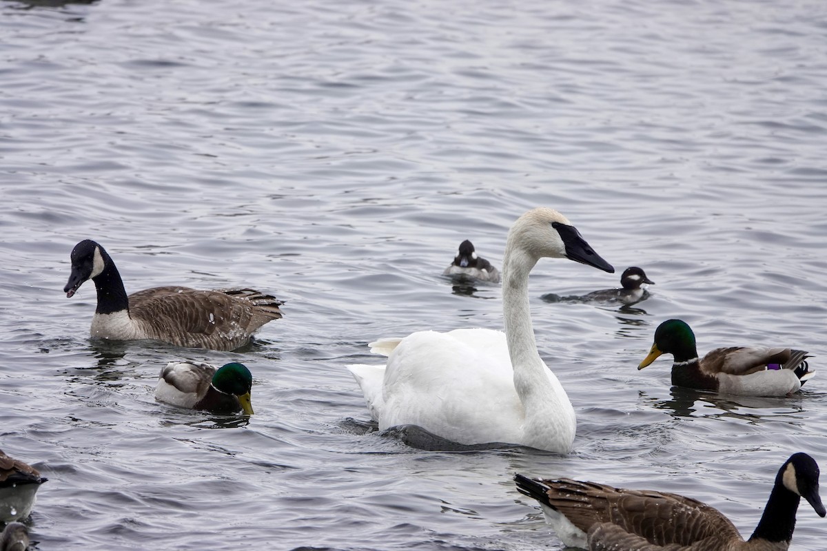 Trumpeter Swan - ML646853772