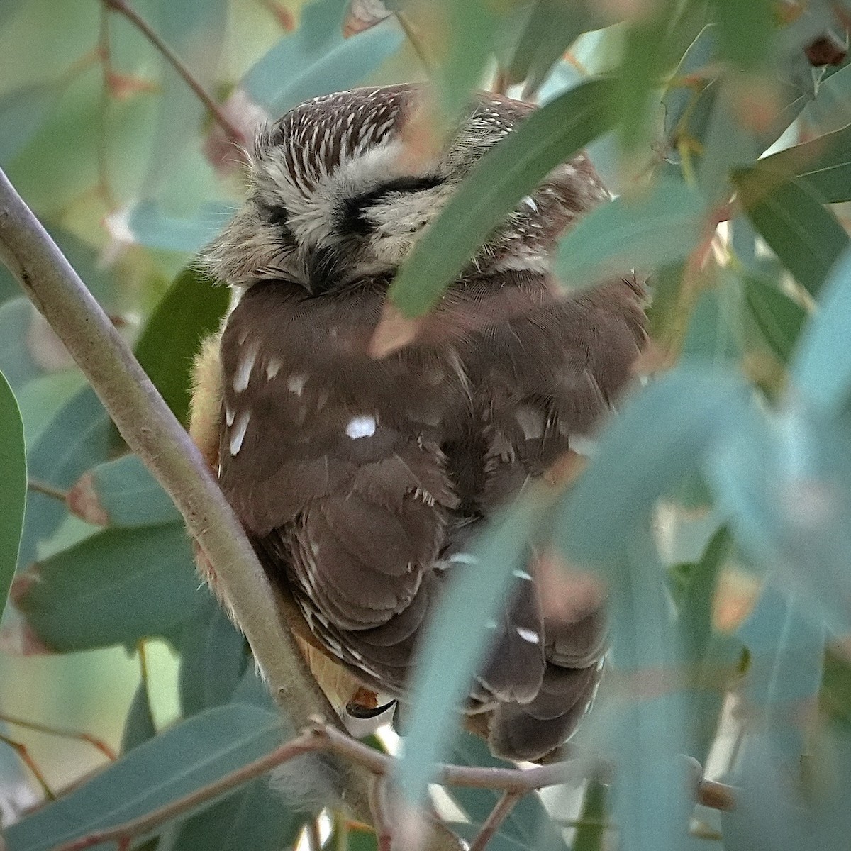 Northern Saw-whet Owl - ML646853777