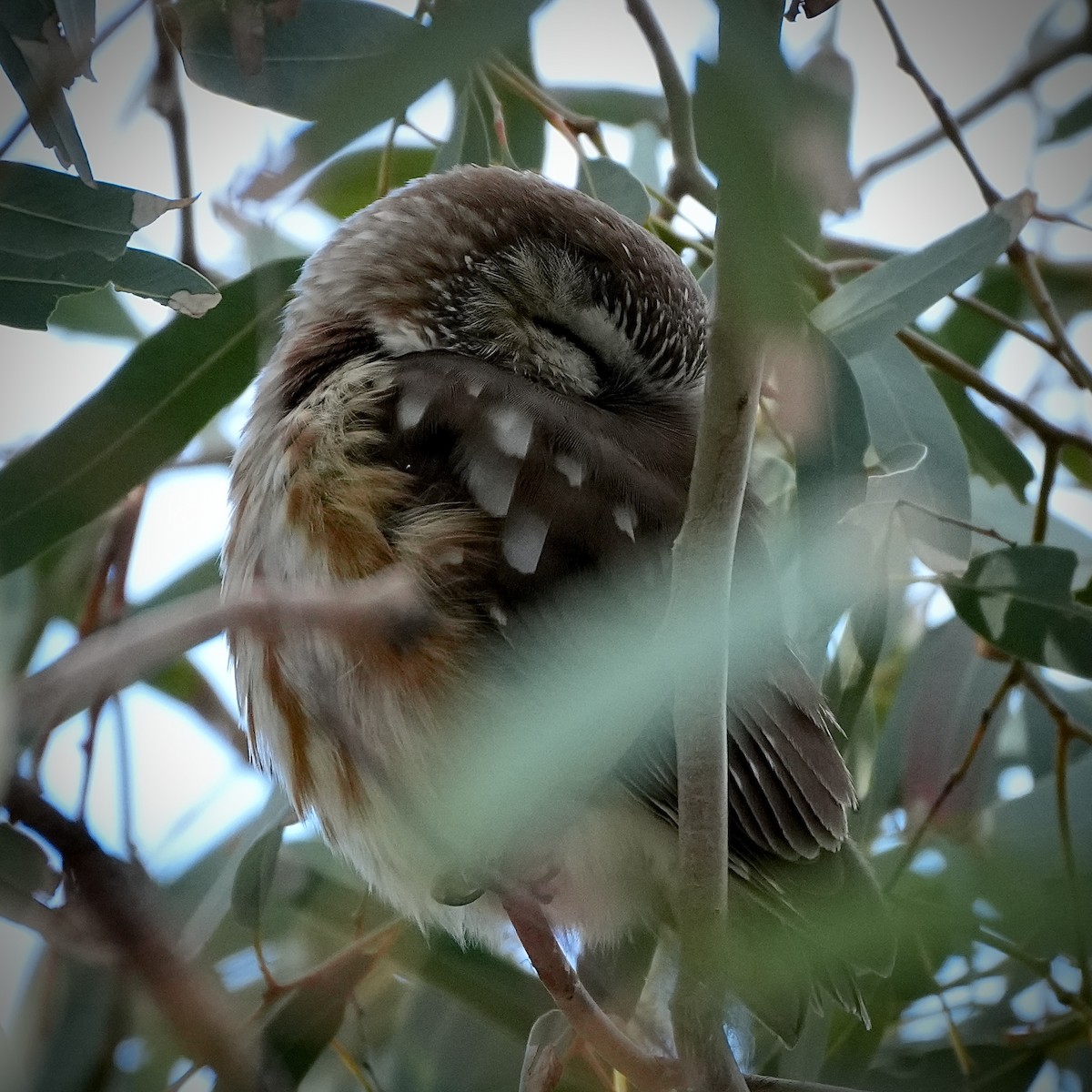 Northern Saw-whet Owl - ML646853778