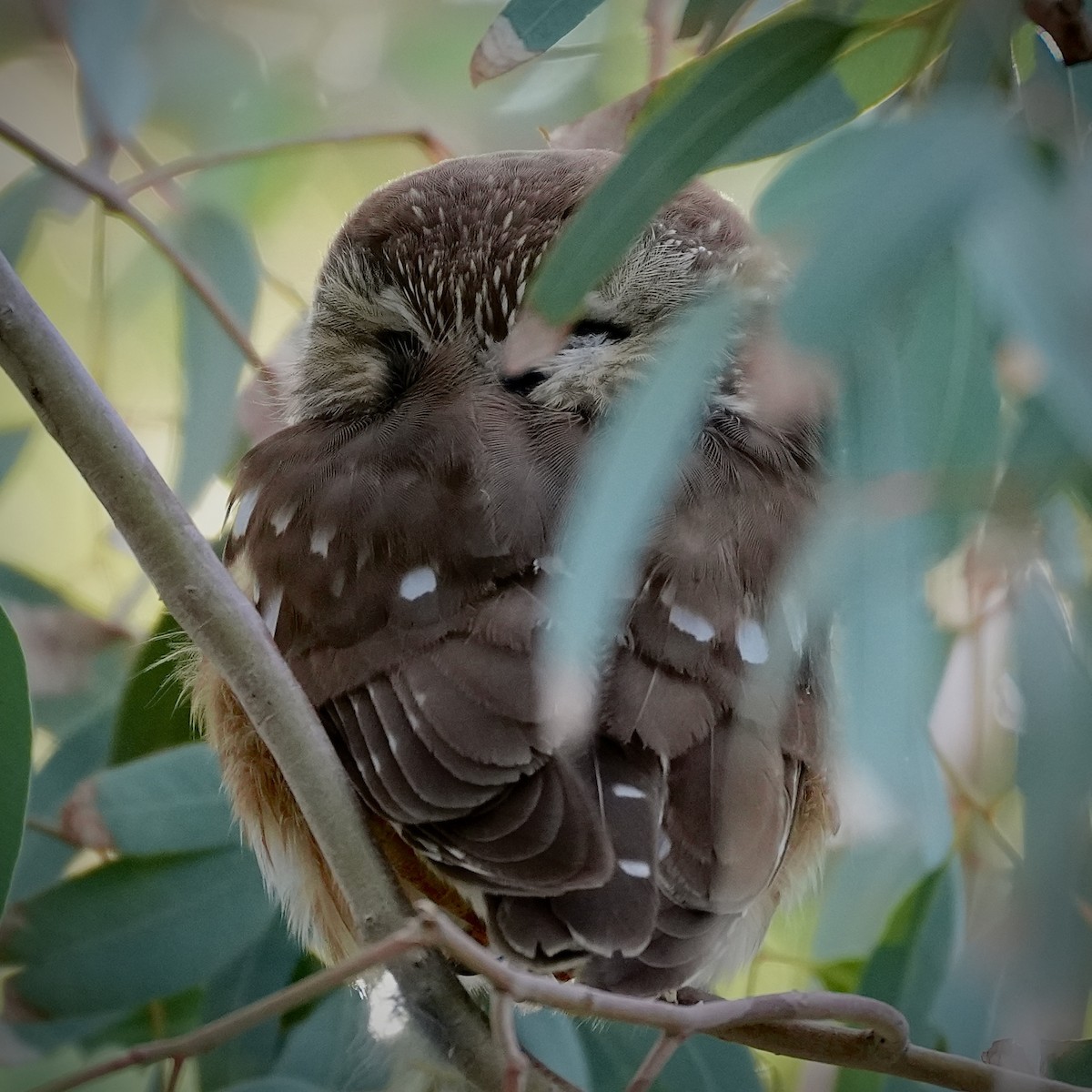 Northern Saw-whet Owl - ML646853779