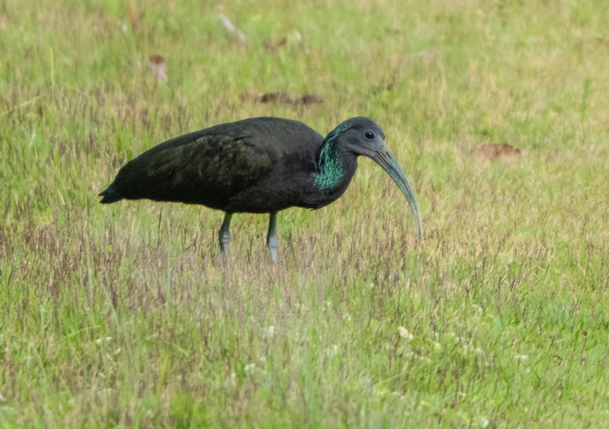 Green Ibis - ML646853780