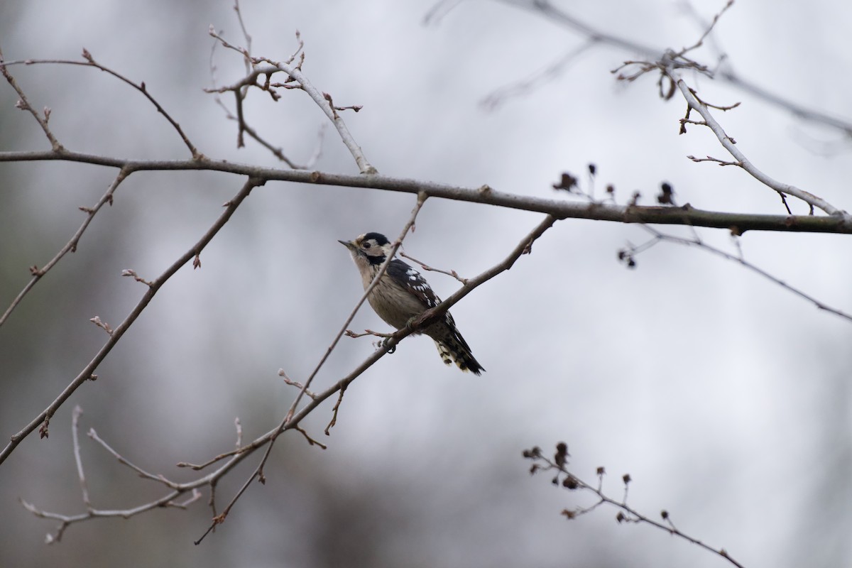 Picchio rosso minore - ML646853781