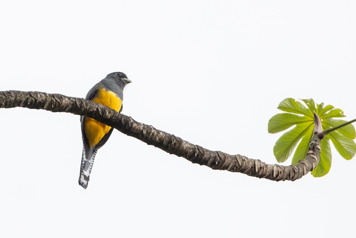 Gartered Violaceous Trogon - ML646853782