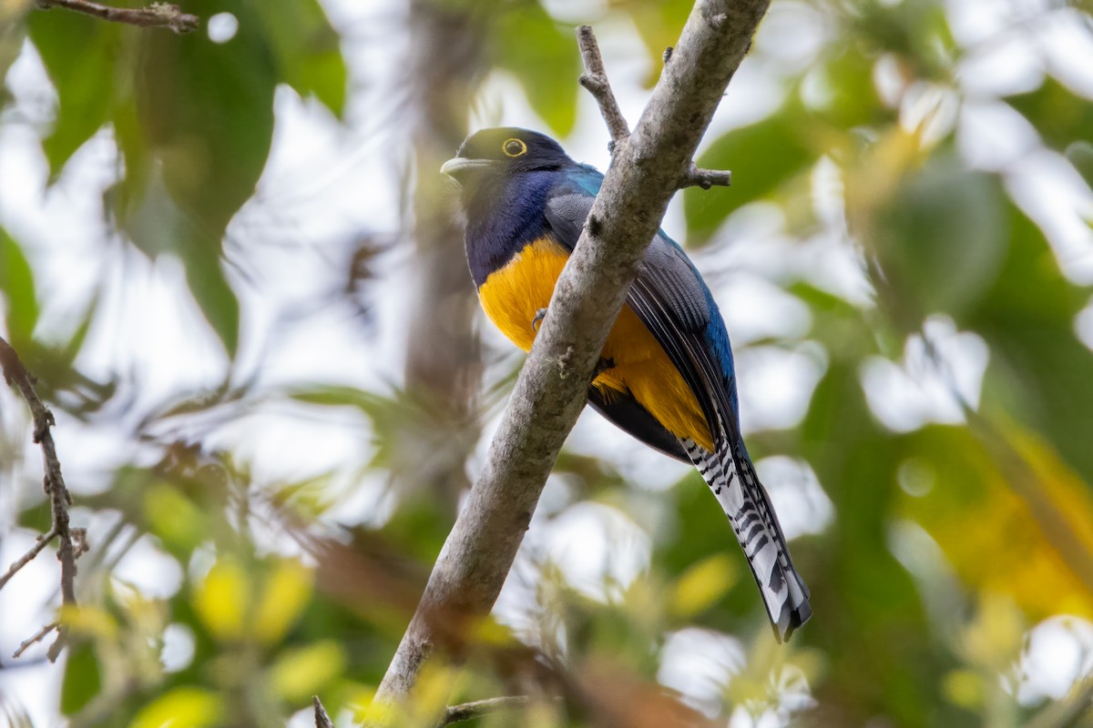 Gartered Violaceous Trogon - ML646853783