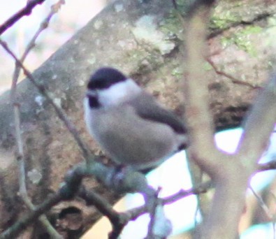 Mésange nonnette - ML646853784