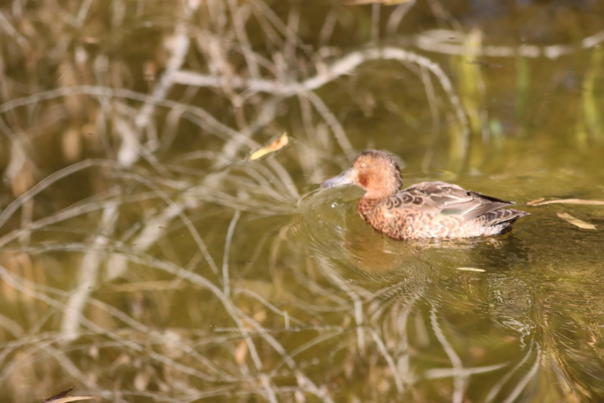 Cinnamon Teal - ML646853786