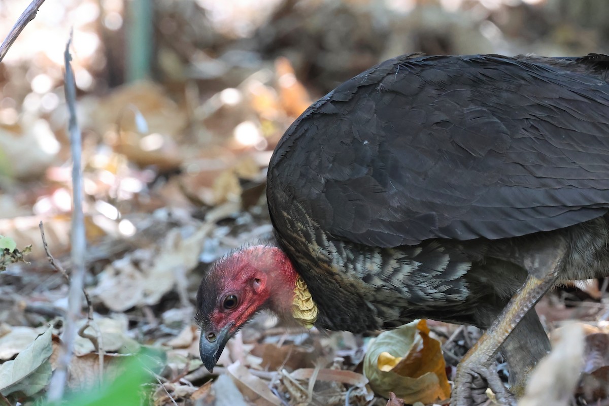 Australian Brushturkey - ML646853793