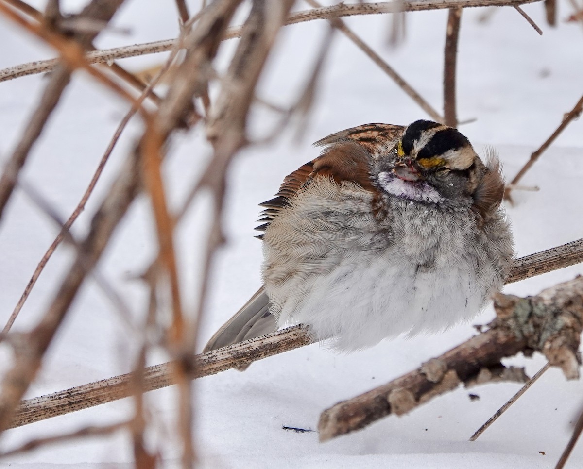 גיבתונית לבנת-גרון - ML646853796