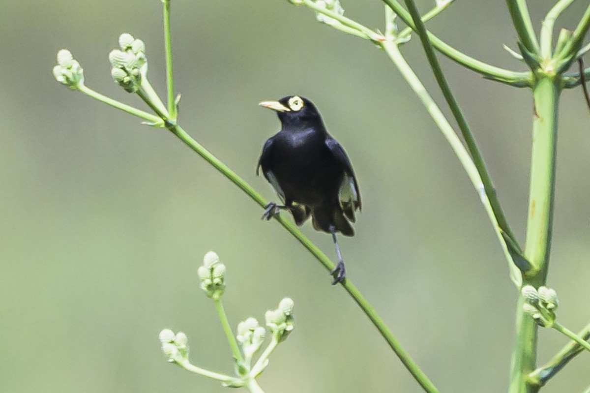 Spectacled Tyrant - ML646853804