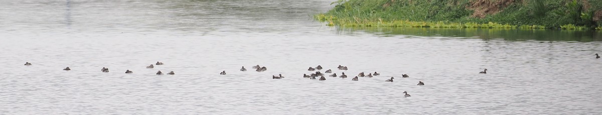 Least Grebe - ML646853805