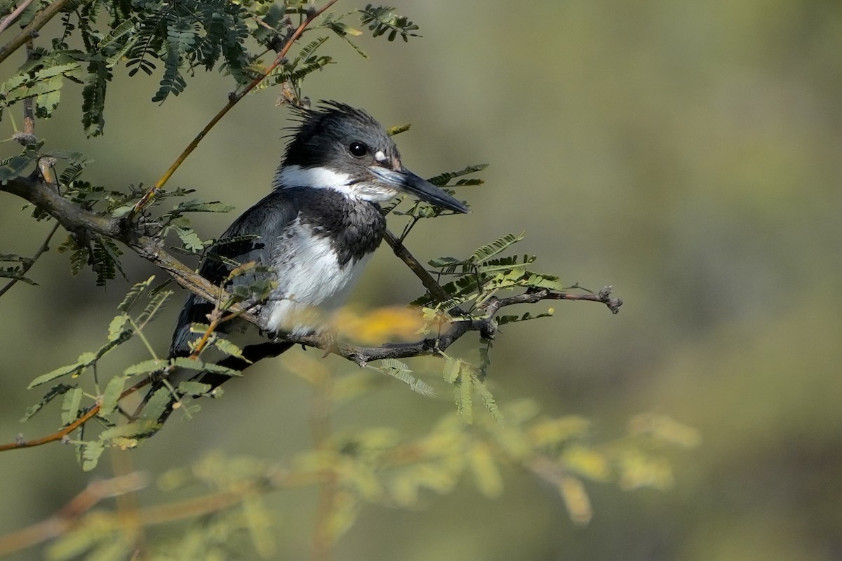שלדג אמריקני - ML646853806
