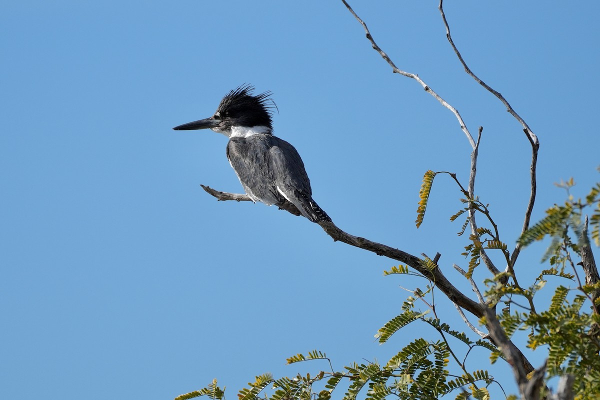 שלדג אמריקני - ML646853807