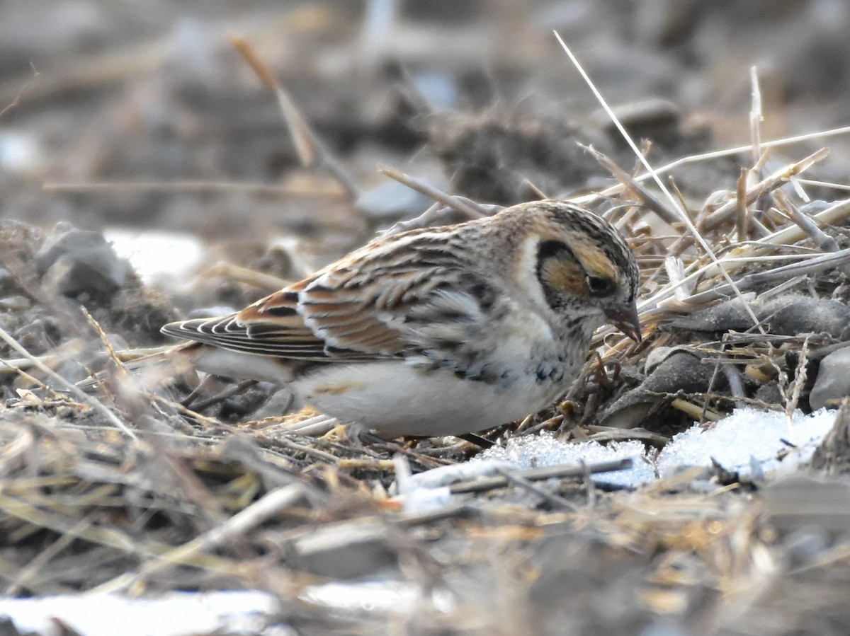 גיבתון לפלנדי - ML646853808