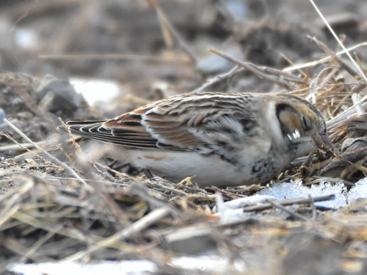 גיבתון לפלנדי - ML646853809