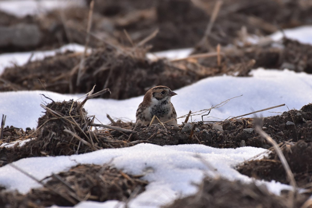 גיבתון לפלנדי - ML646853810