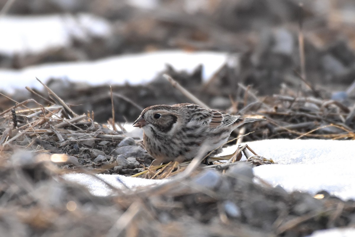 גיבתון לפלנדי - ML646853811