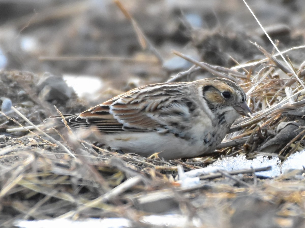 גיבתון לפלנדי - ML646853812