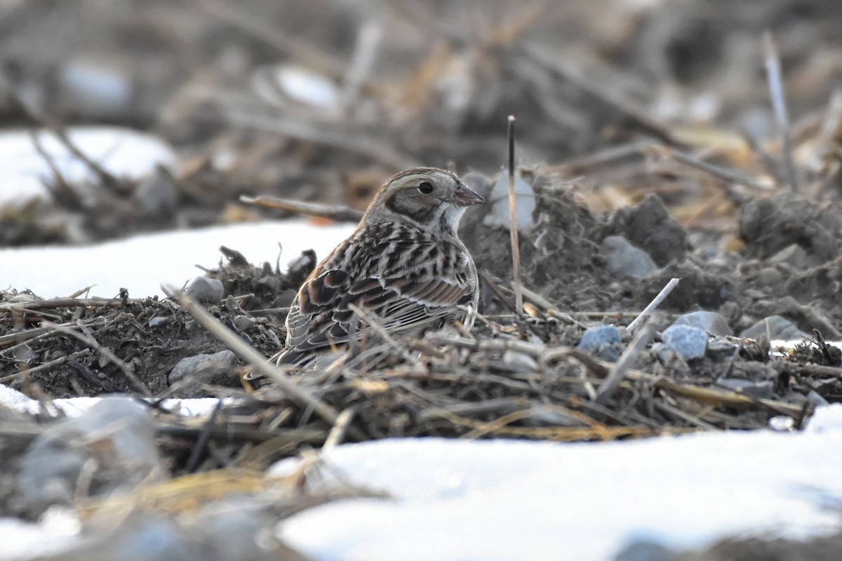 גיבתון לפלנדי - ML646853813