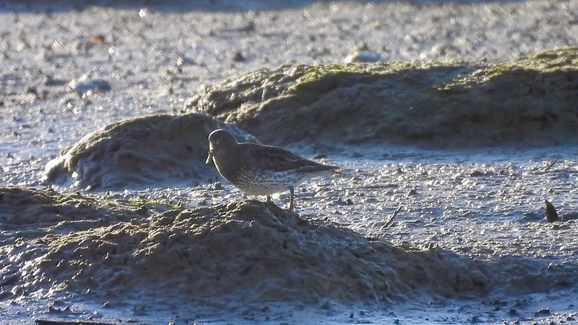 Beringstrandläufer - ML646853814