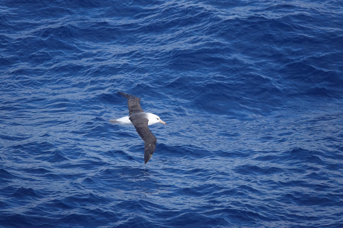 אלבטרוס שחור-גבות - ML646853815