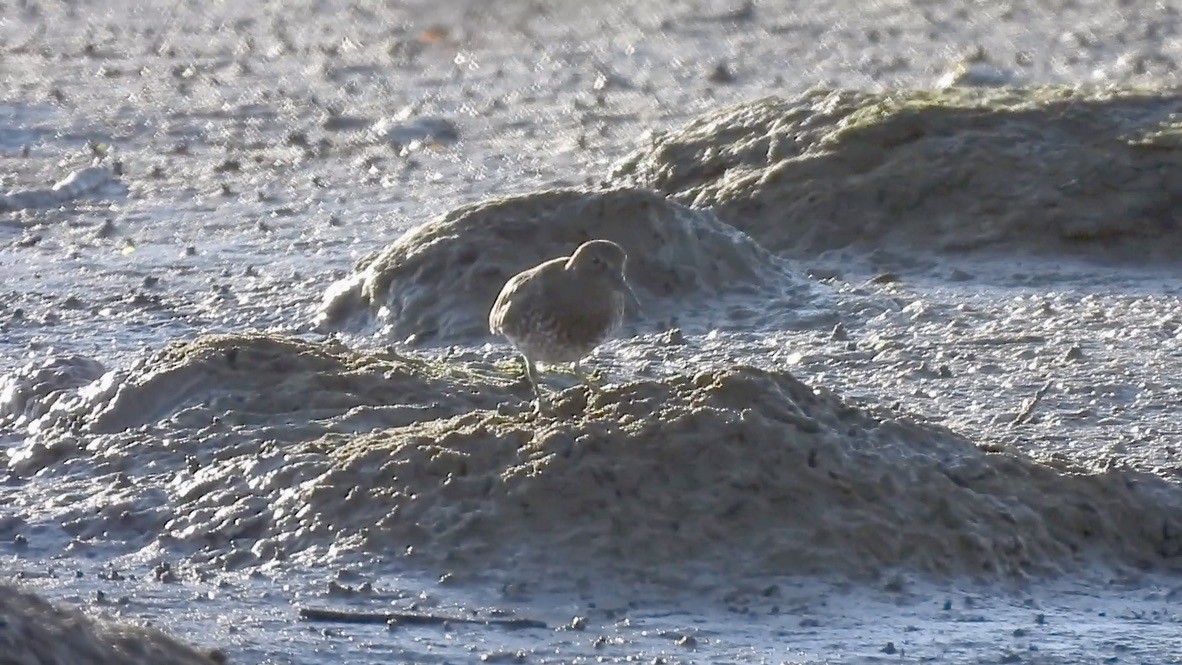 Beringstrandläufer - ML646853816