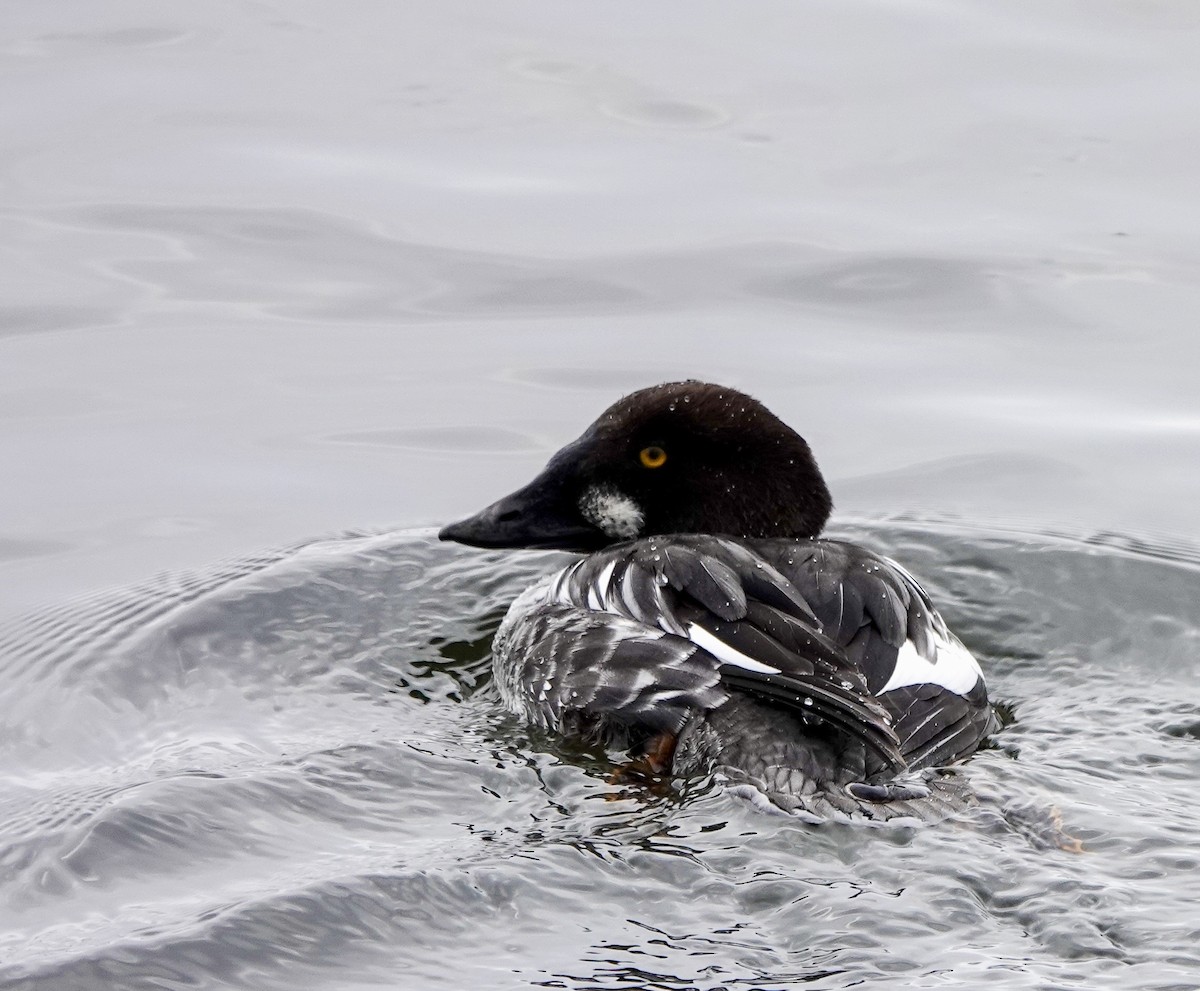 עבראש ירוק - ML646853817