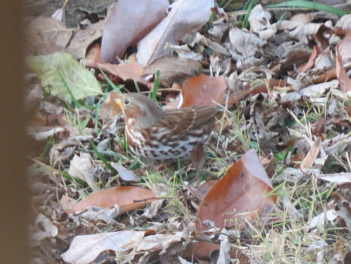 Fox Sparrow (Red) - ML646853818