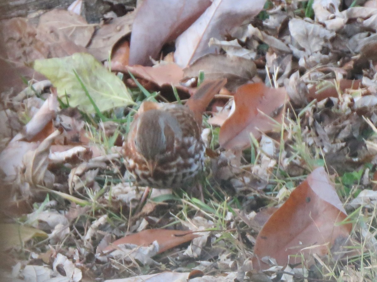 Fox Sparrow (Red) - ML646853819