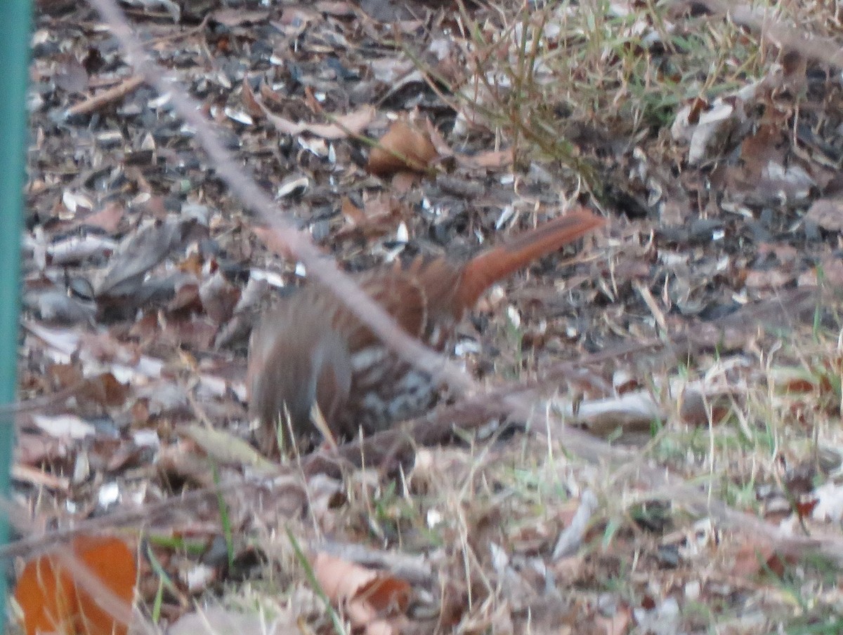 Fox Sparrow (Red) - ML646853820