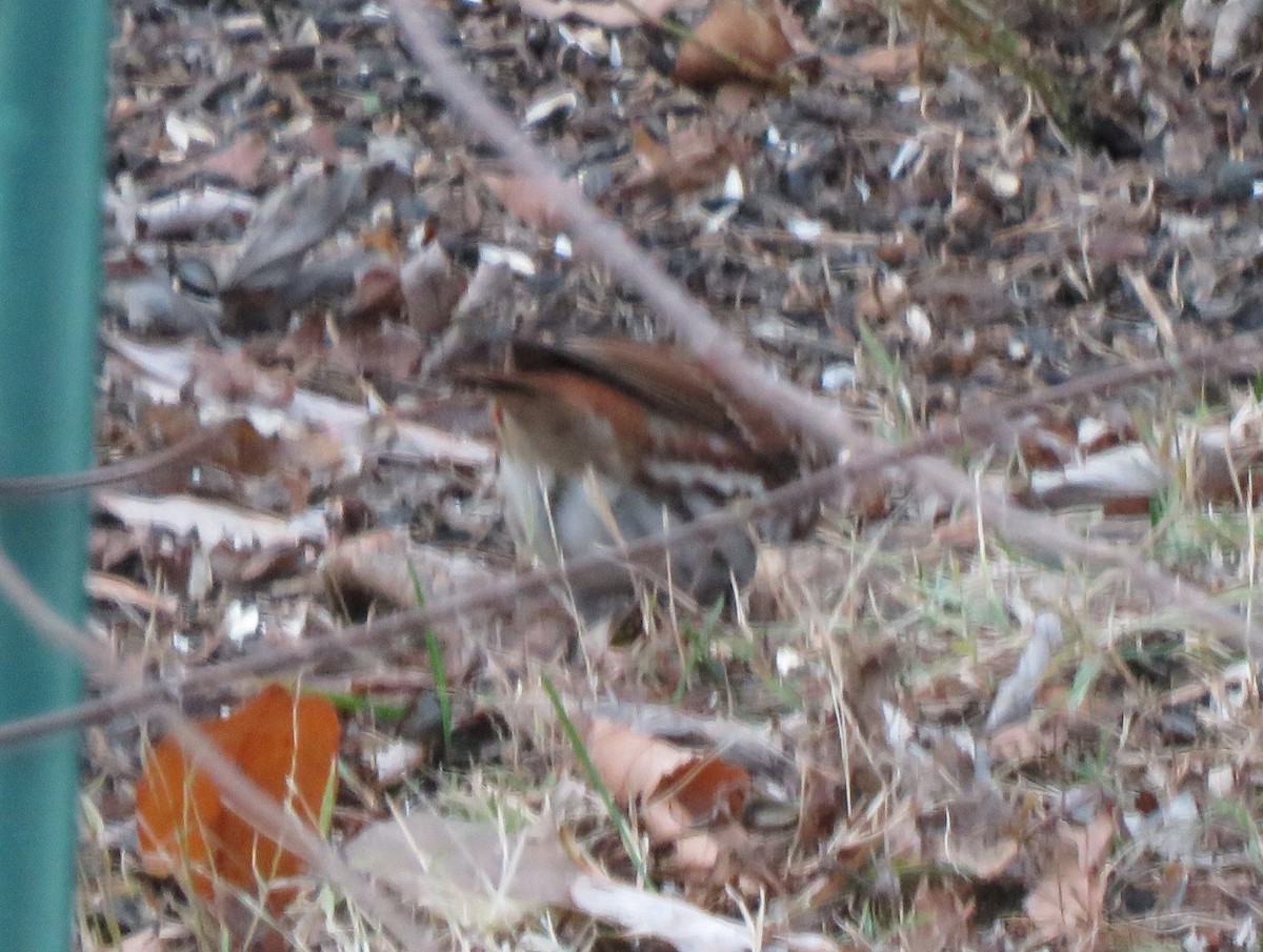 Fox Sparrow (Red) - ML646853821