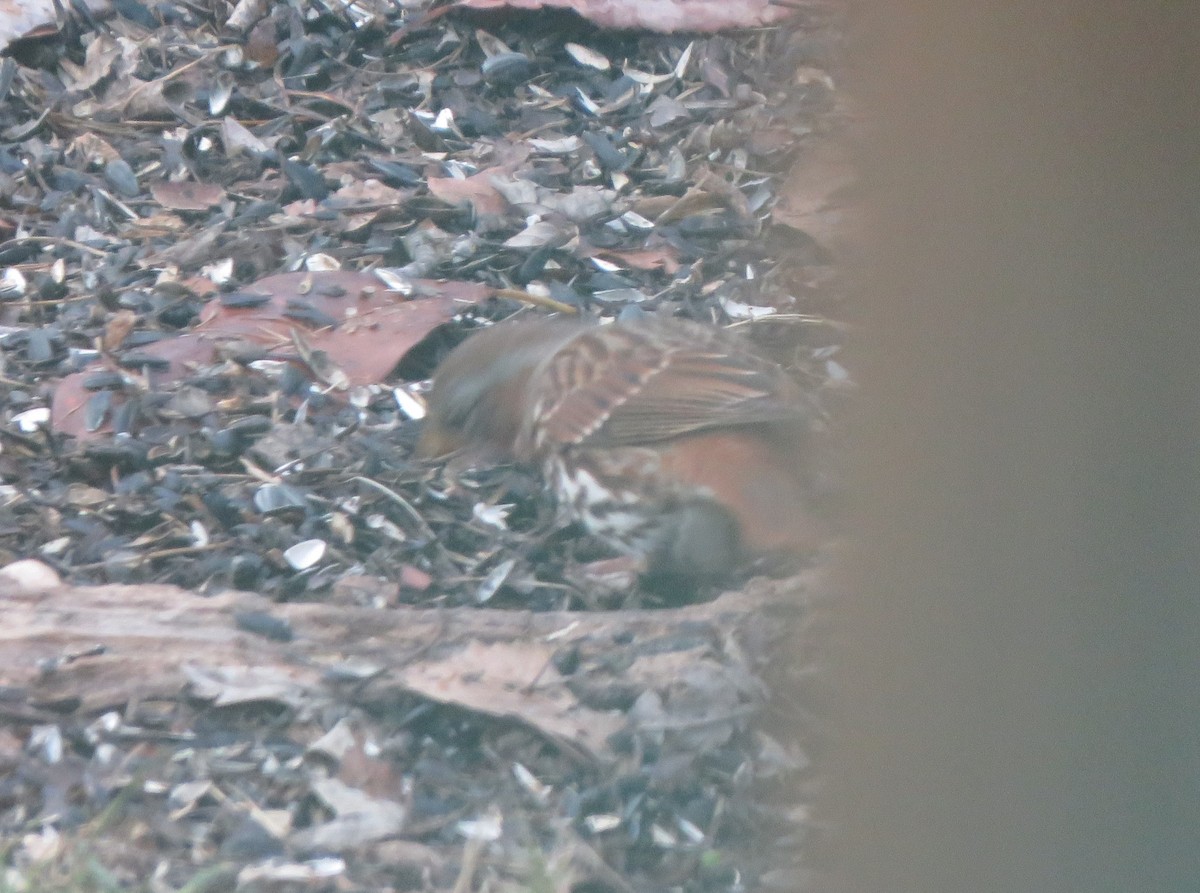 Fox Sparrow (Red) - ML646853822