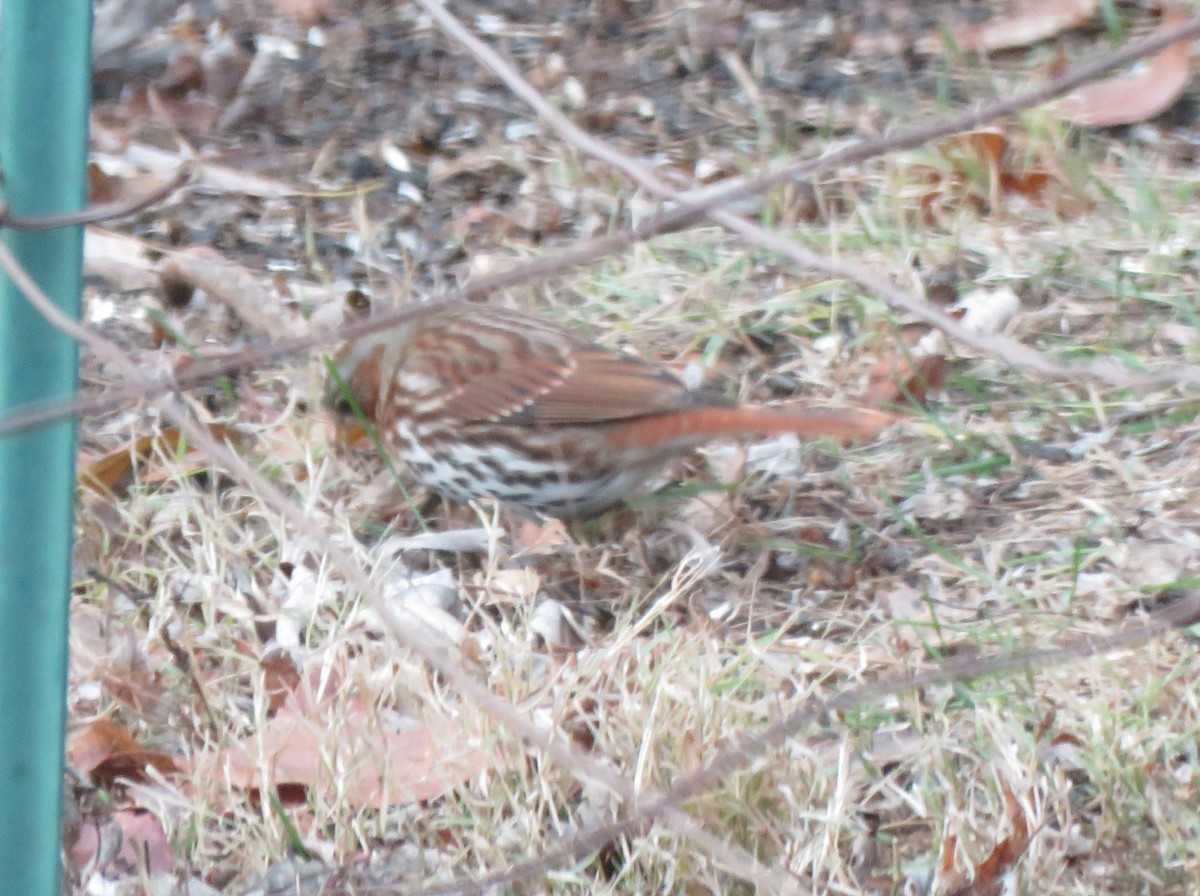 Fox Sparrow (Red) - ML646853823