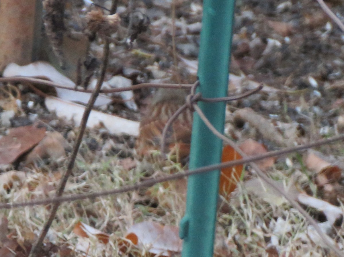 Fox Sparrow (Red) - ML646853824