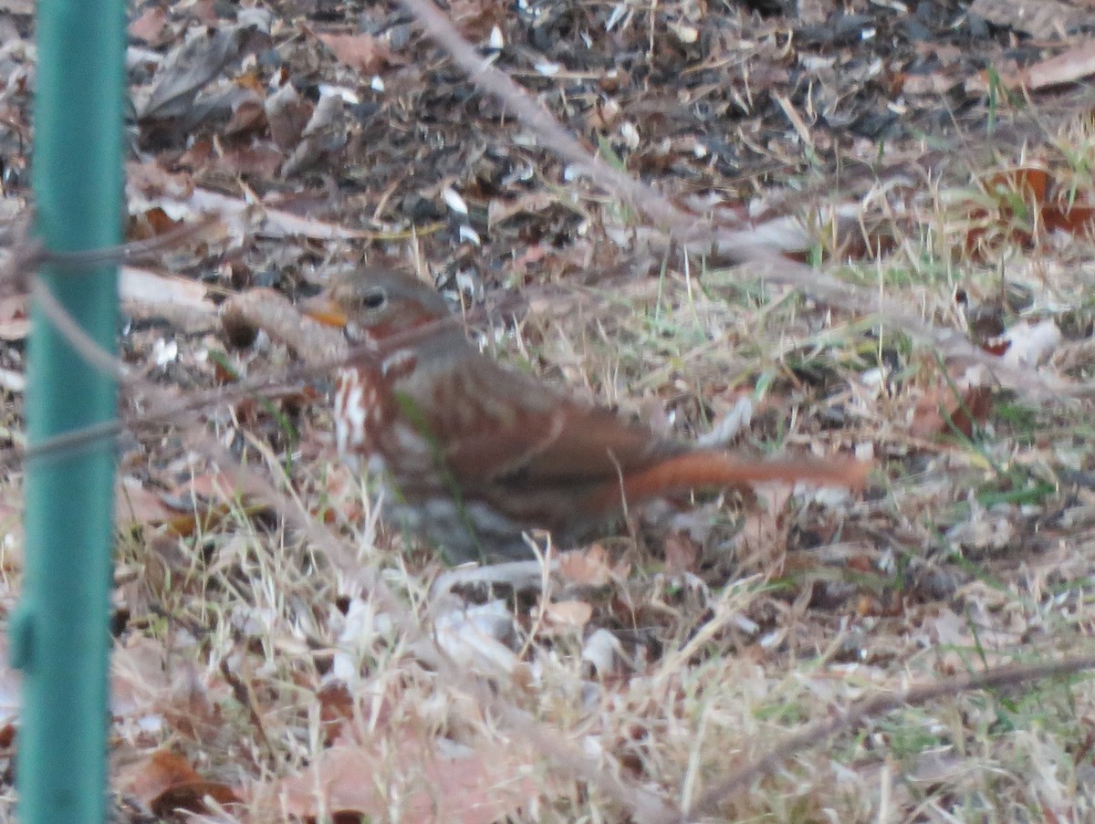 Fox Sparrow (Red) - ML646853825