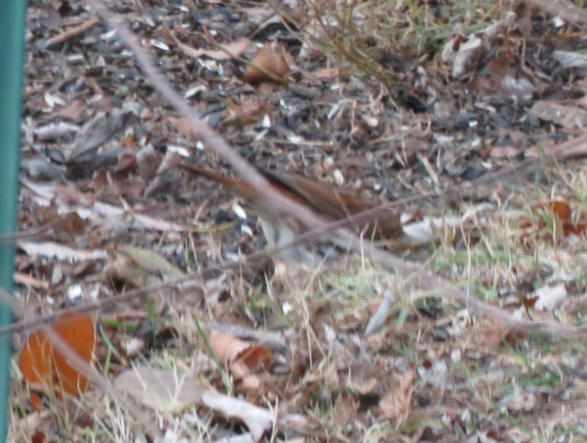 Fox Sparrow (Red) - ML646853826