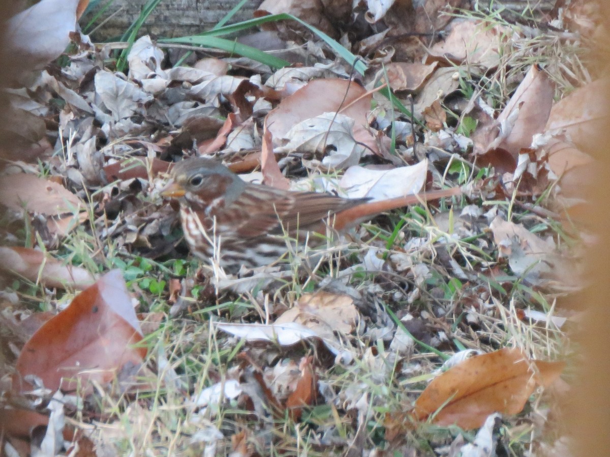 Fox Sparrow (Red) - ML646853827