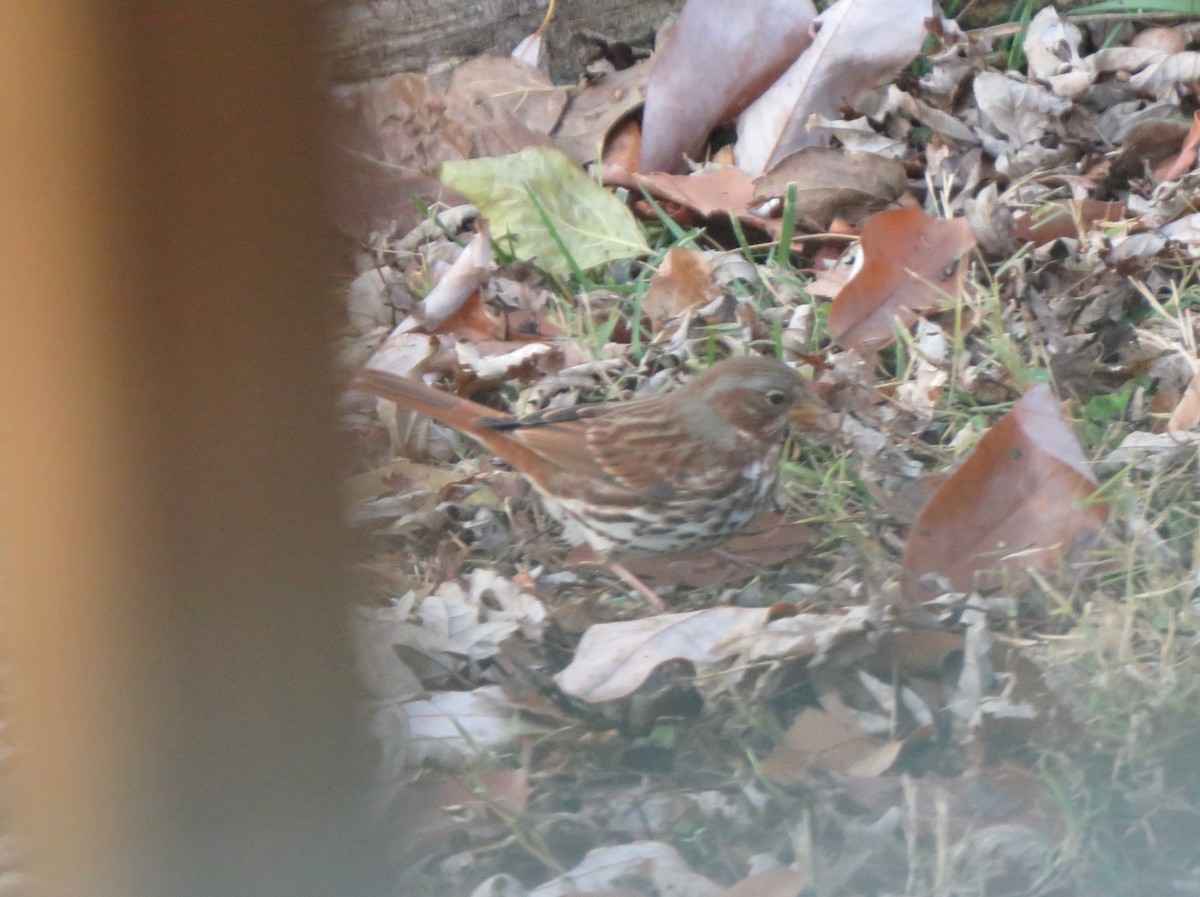 Fox Sparrow (Red) - ML646853828
