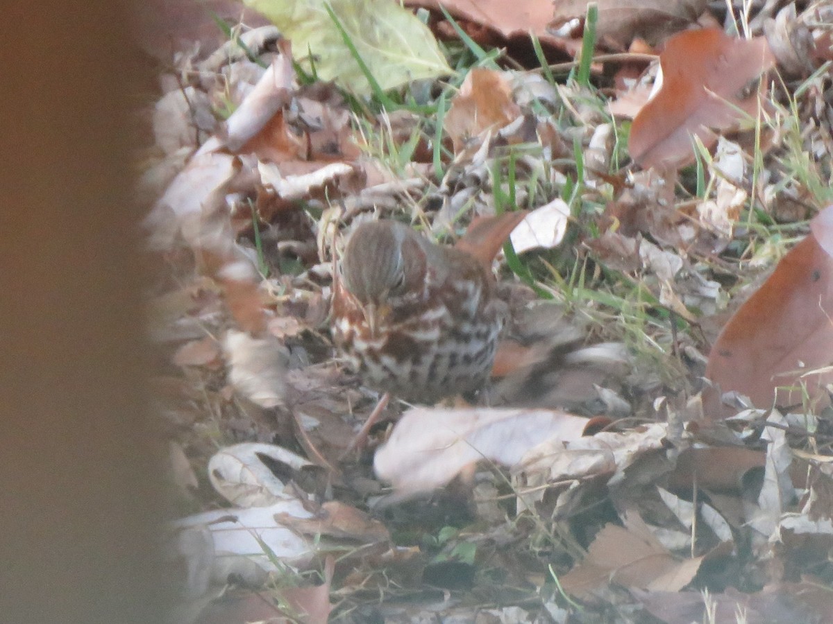 Fox Sparrow (Red) - ML646853829