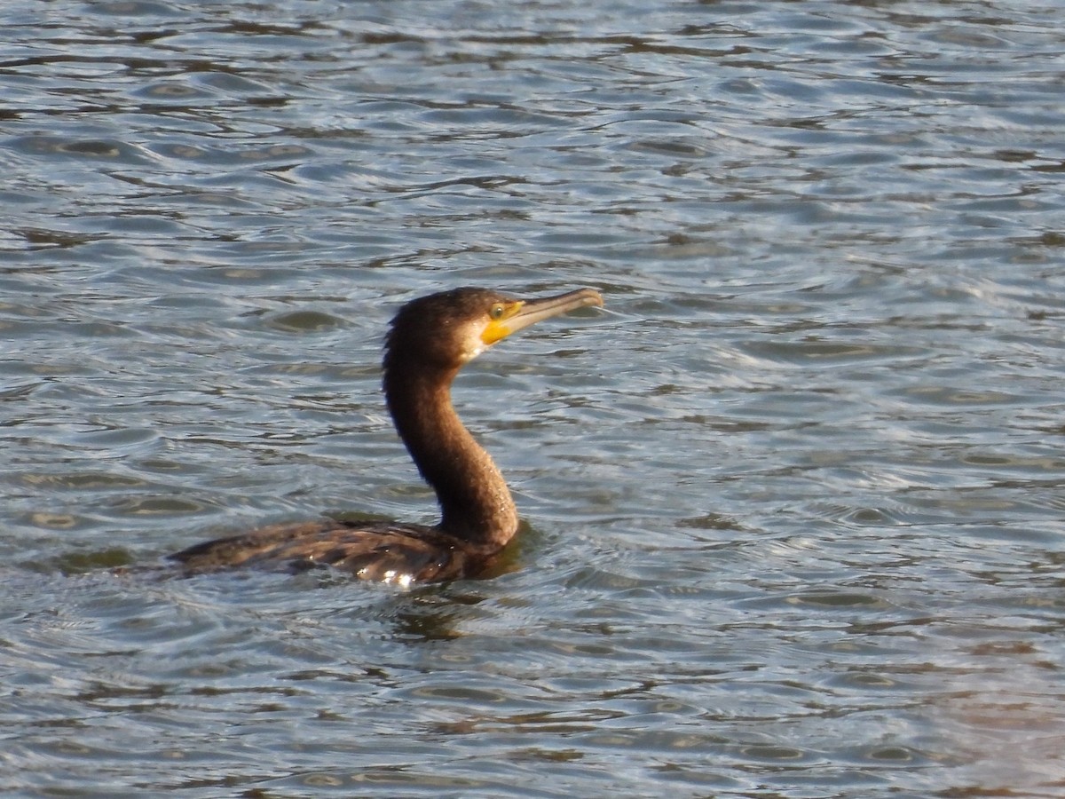 קורמורן גדול - ML646853830