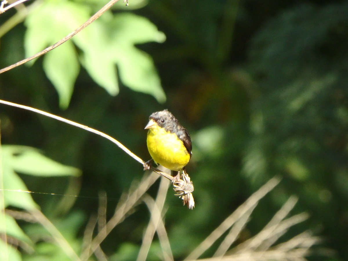 Lesser Goldfinch - ML646853831