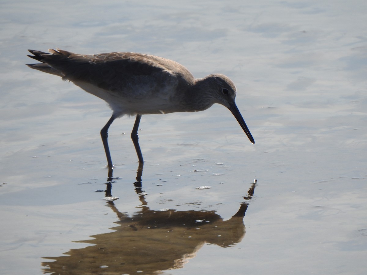 בבואן קרום-אצבעות - ML646853832