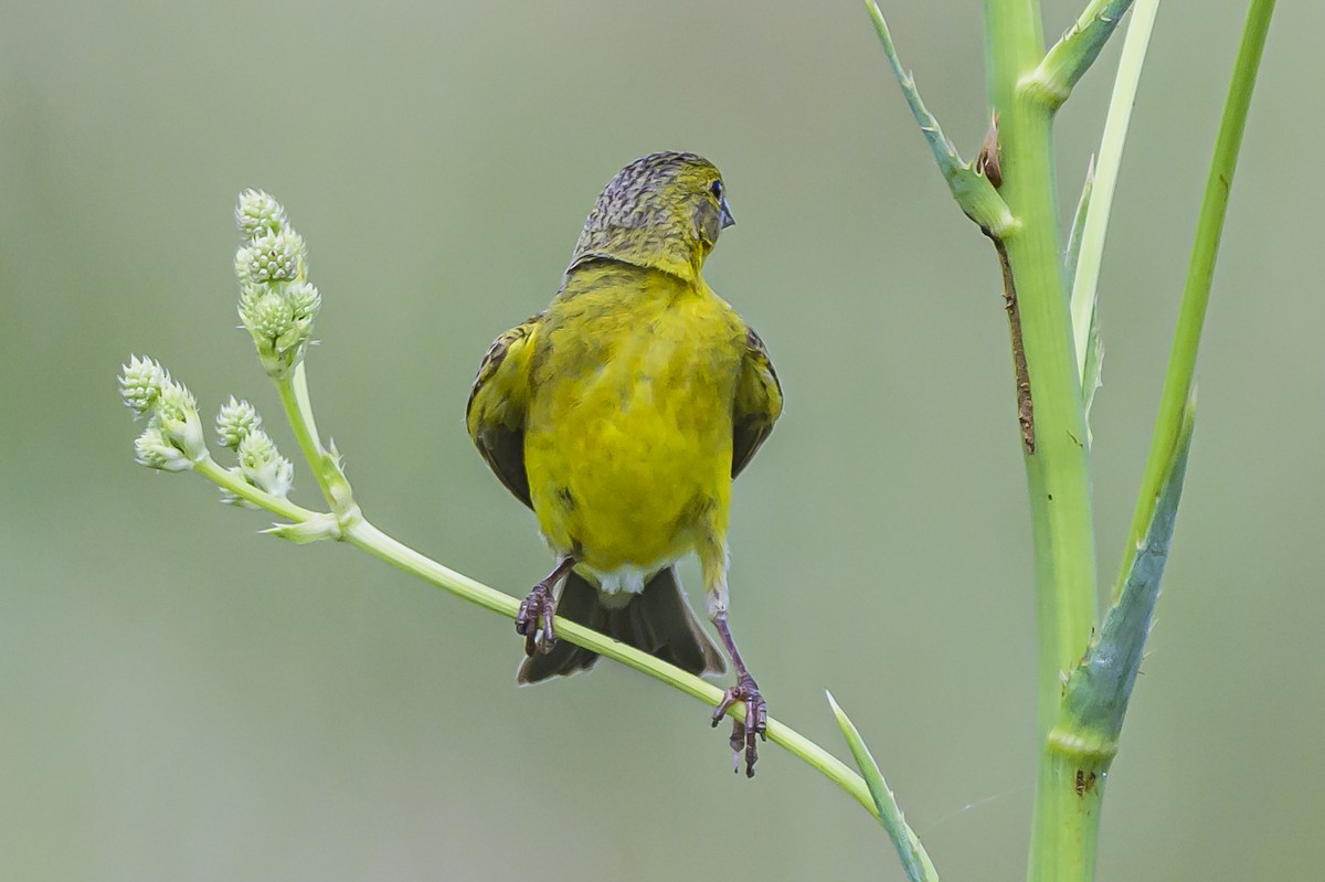 Grassland Yellow-Finch - ML646853833