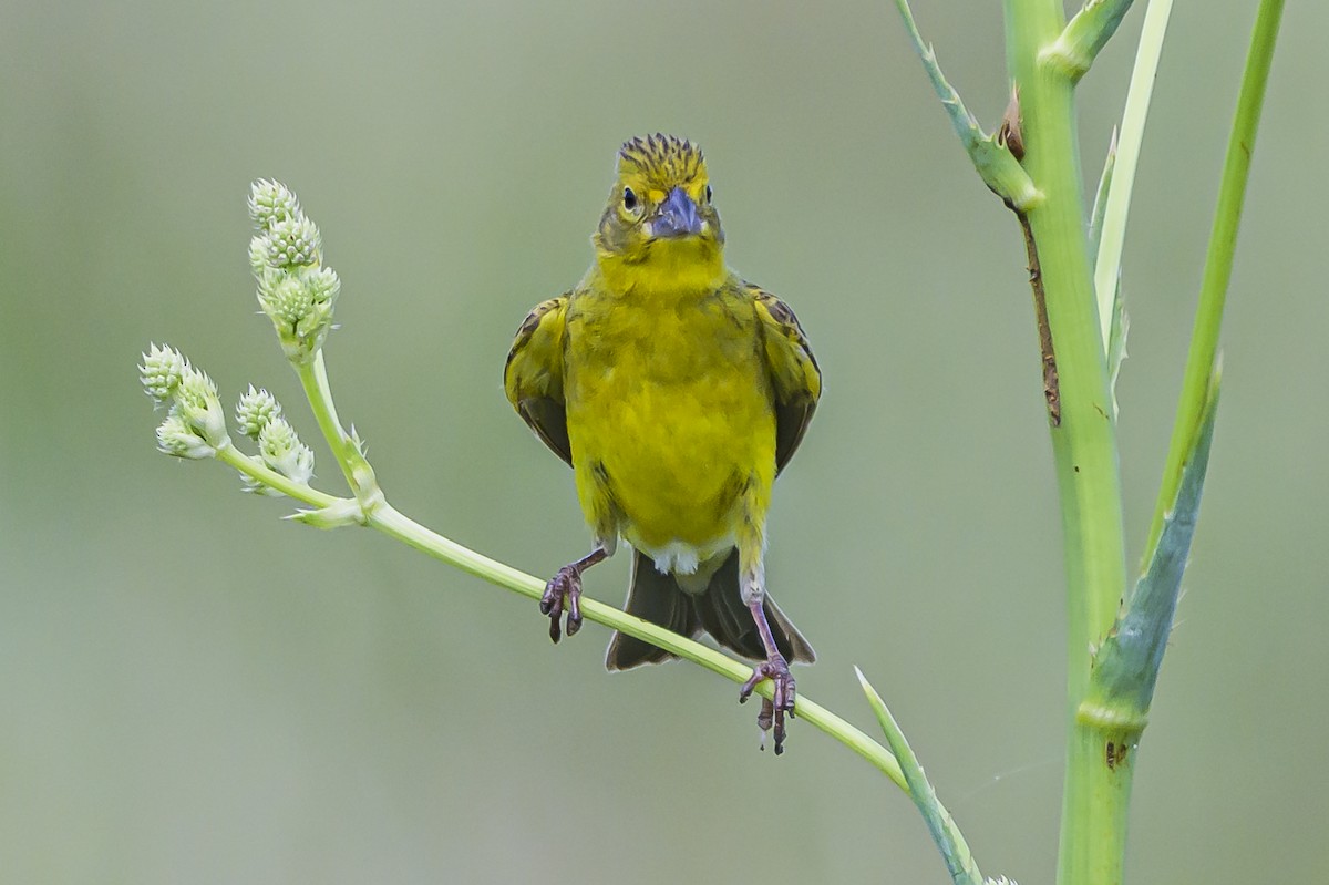 Короткоклювый зерноед - ML646853834