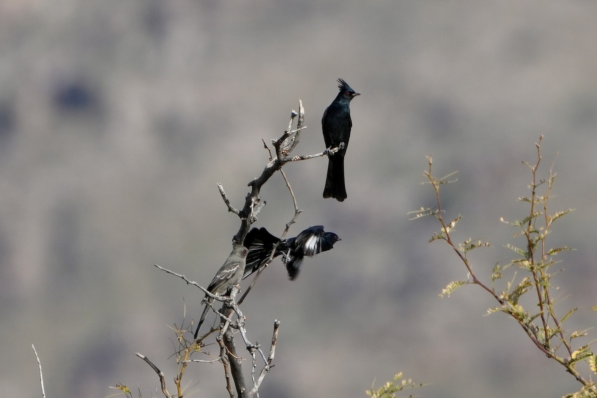 Phainopepla - ML646853835