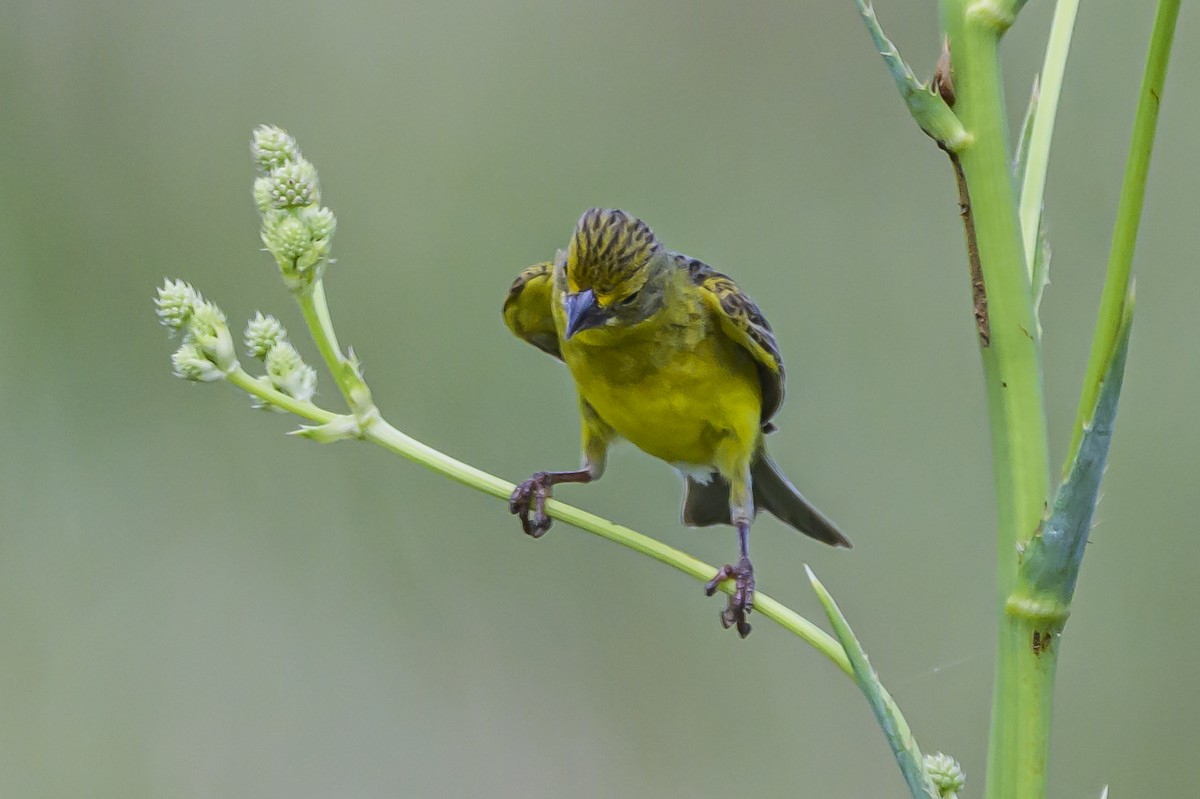 Короткоклювый зерноед - ML646853836
