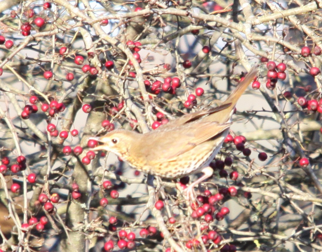 Song Thrush - ML646853837