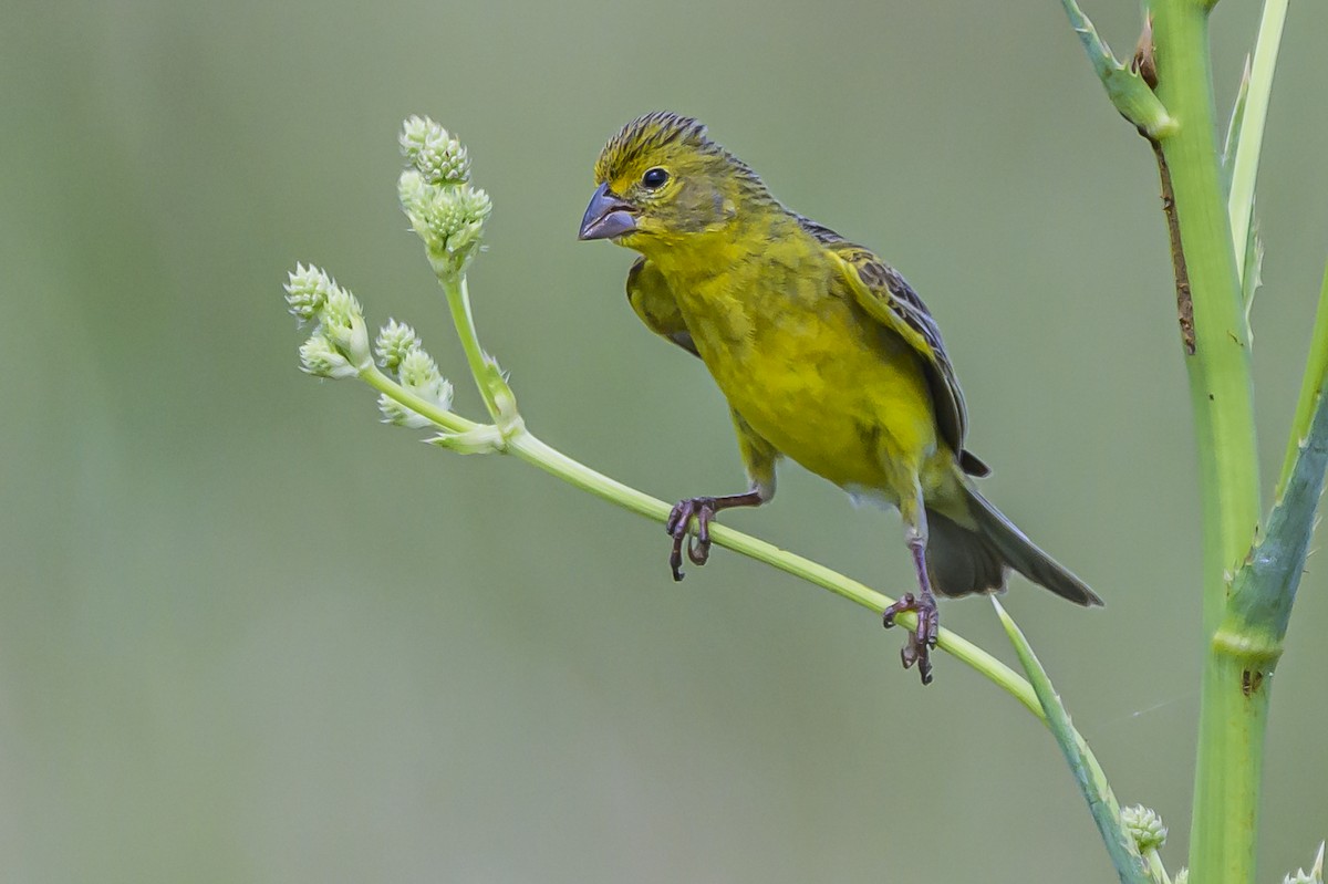 Короткоклювый зерноед - ML646853838