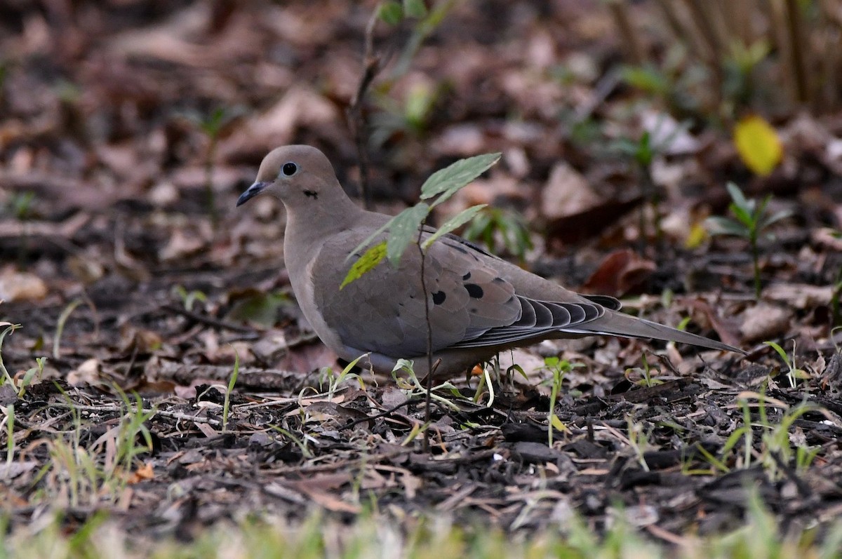 ナゲキバト - ML646853839