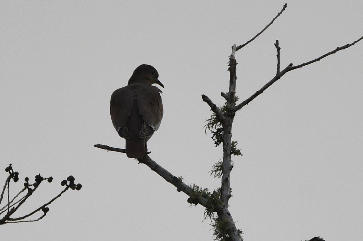 White-winged Dove - ML646853845